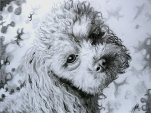 Pudel, Tierportrait, Bleistift auf Papier, A4